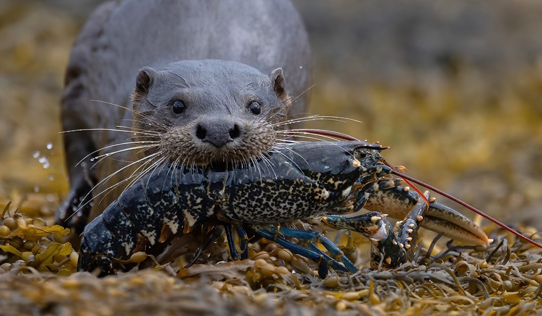 OtterLobsterFaceOn