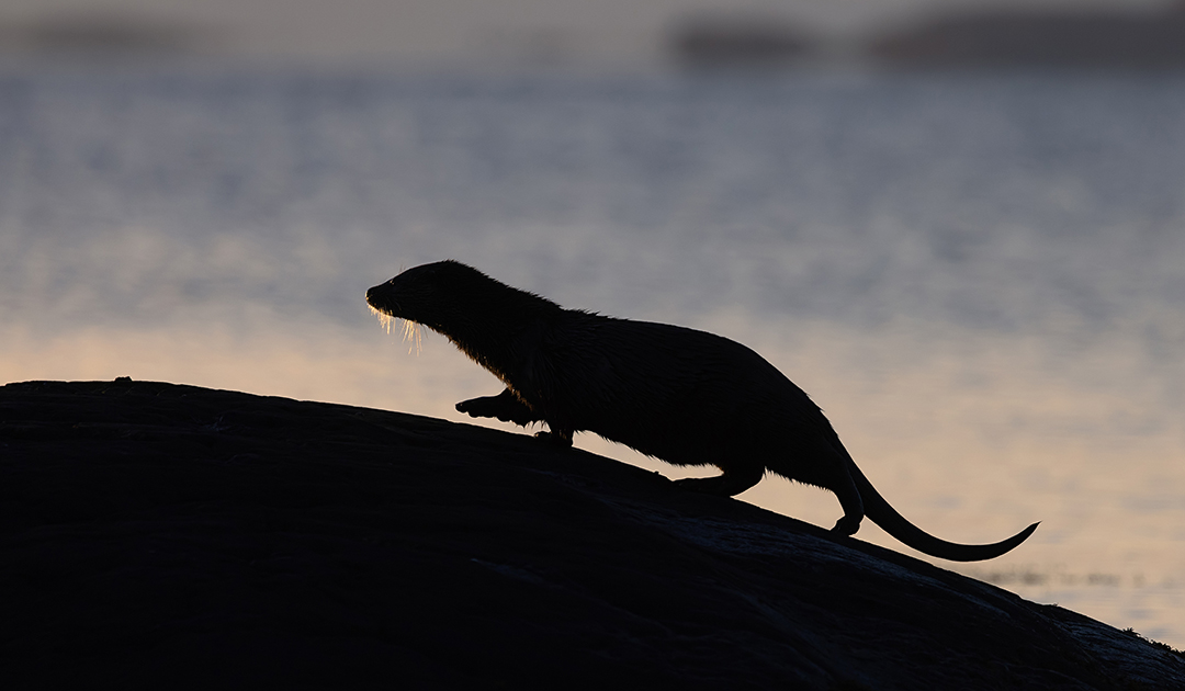 OtterSilhouette