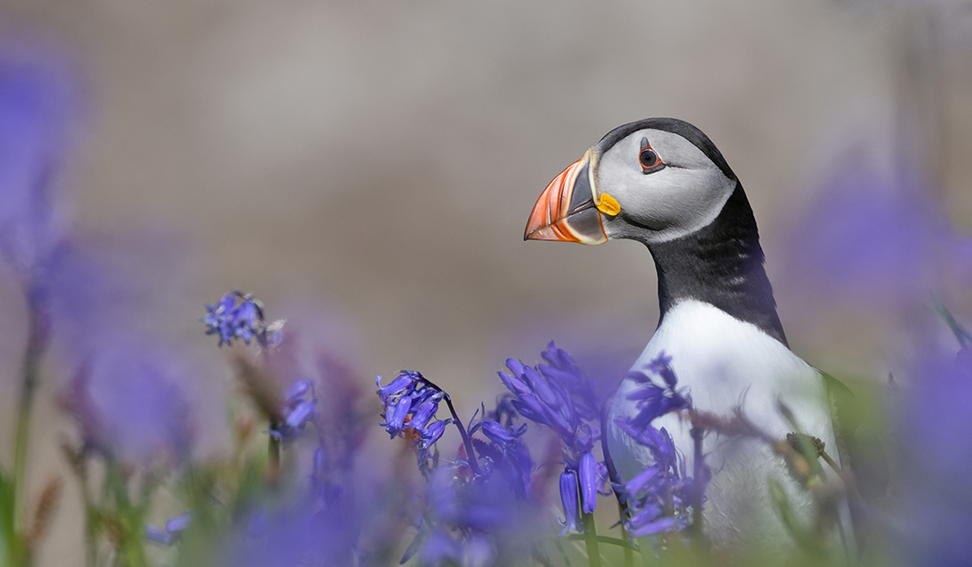 PuffinBluebells