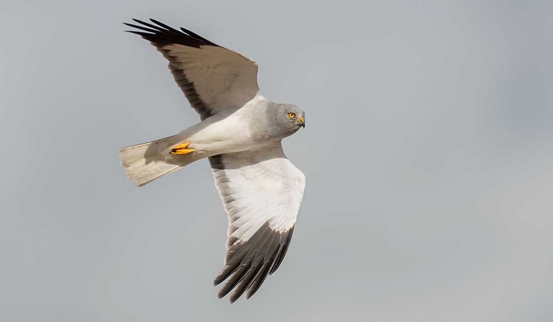 HenHarrier