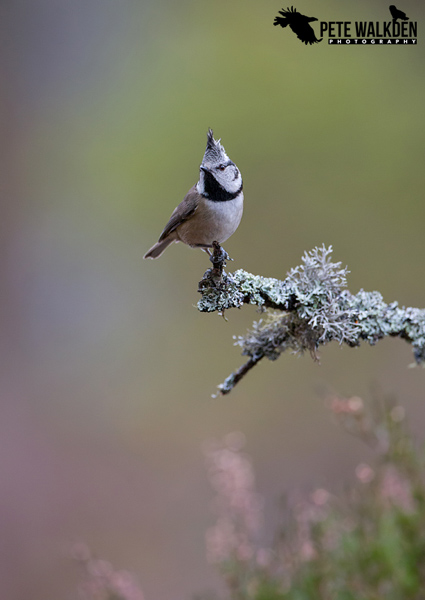 Highlands Wildlife - Crested Tit