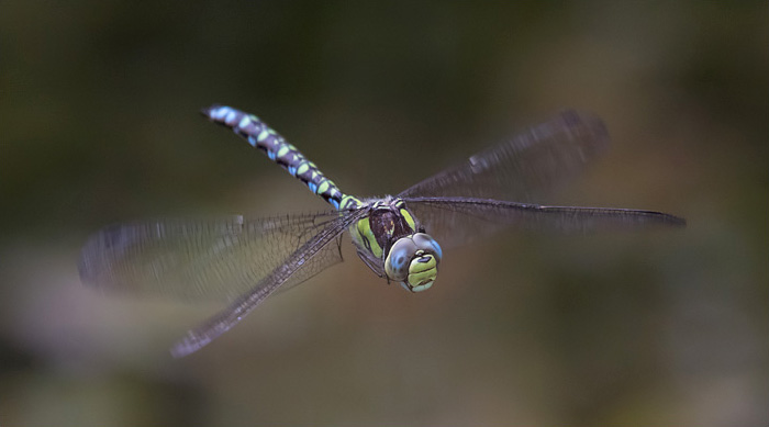 Dragonfly