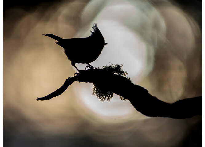 Highlands Wildlife - Crested Tit