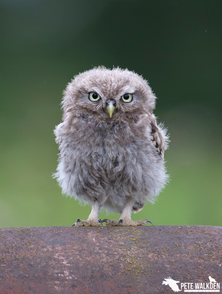 FluffyOwlet