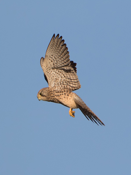 Kestrel