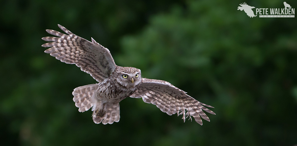 Little Owl In Flight