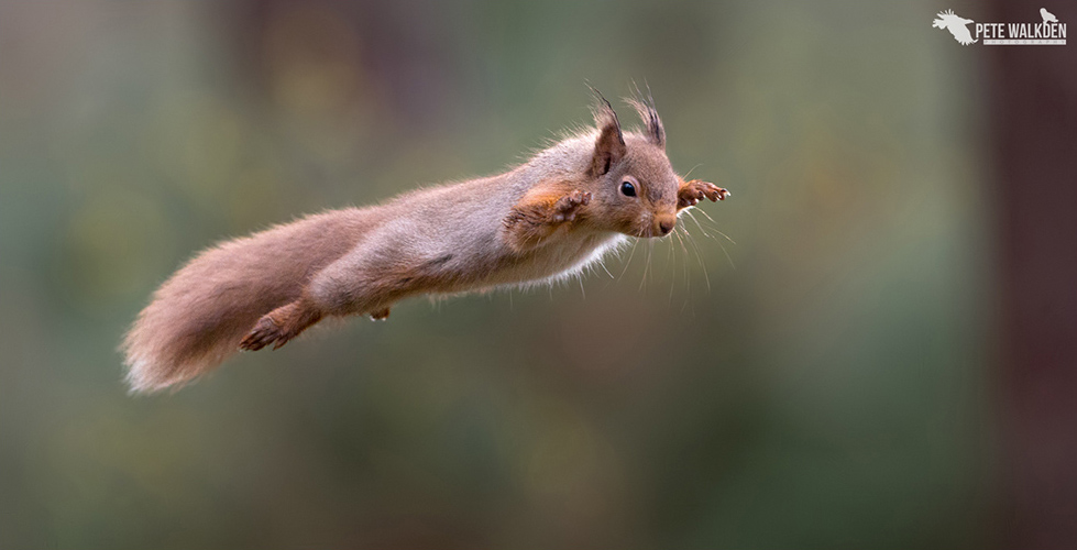 Highlands Wildlife - Jumping red squirrel