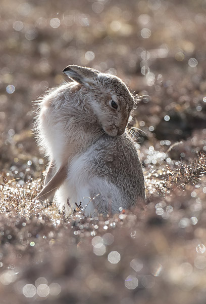 MountainHareBacklit