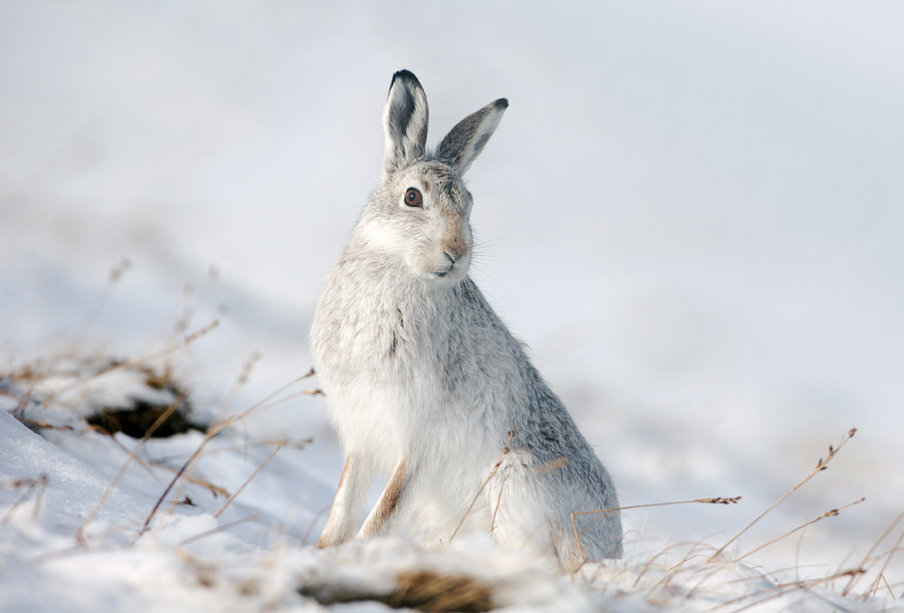 Mountain Hare