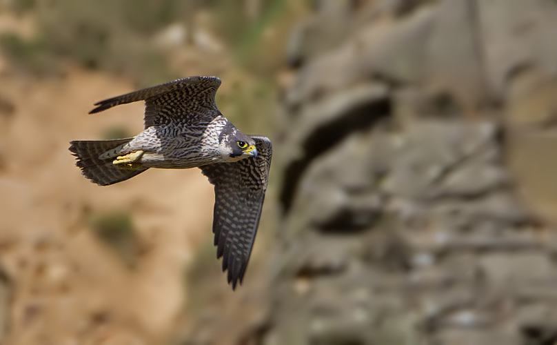 Peregrine Falcon