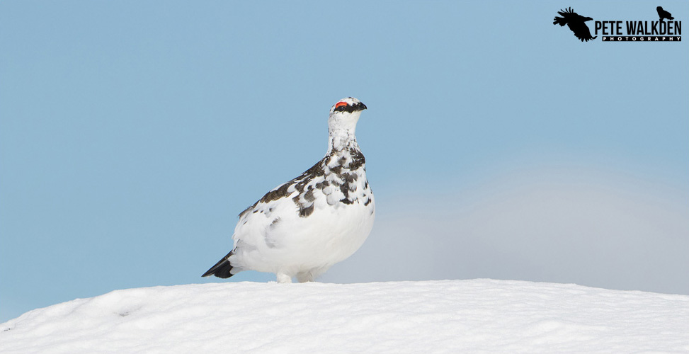 Ptarmigan