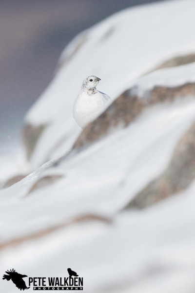 Ptarmigan05