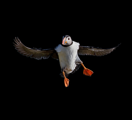 PuffinFlying