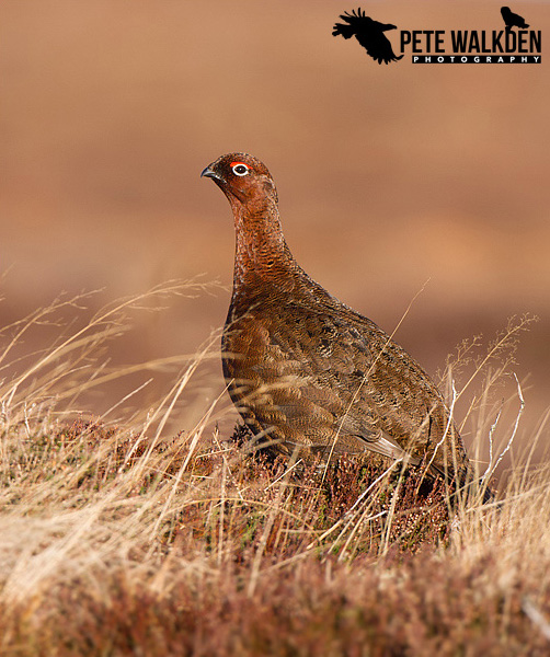 Highlands Wildlife - Red Grouse