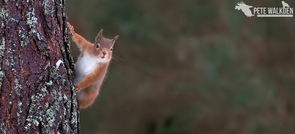 Highlands Wildlife - Red Squirrel