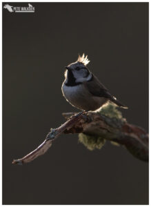 Highlands Wildlife - Crested Tit