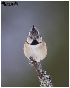 Highlands Wildlife - Crested Tit