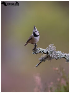 Highlands Wildlife - Crested Tit