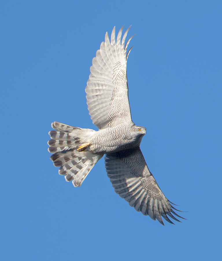 Goshawk_LinkImage