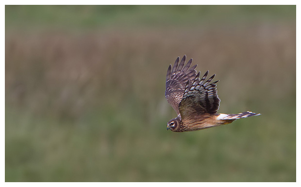 HenHarrier01