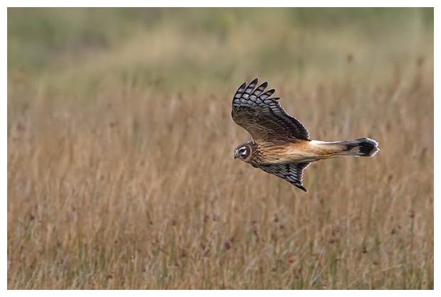 HenHarrier02