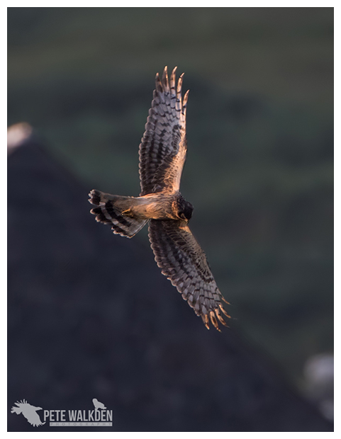 HenHarrier03