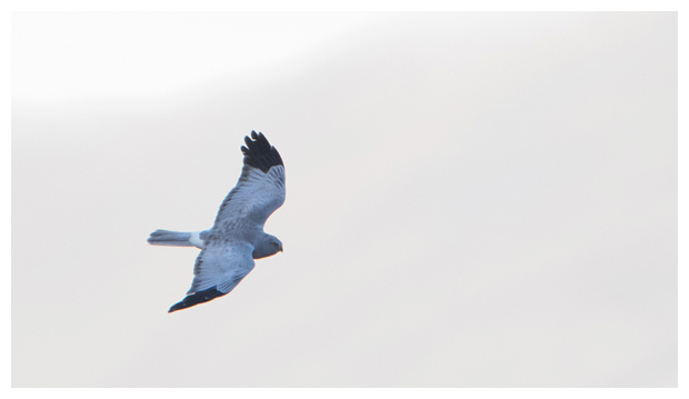 HenHarrier06