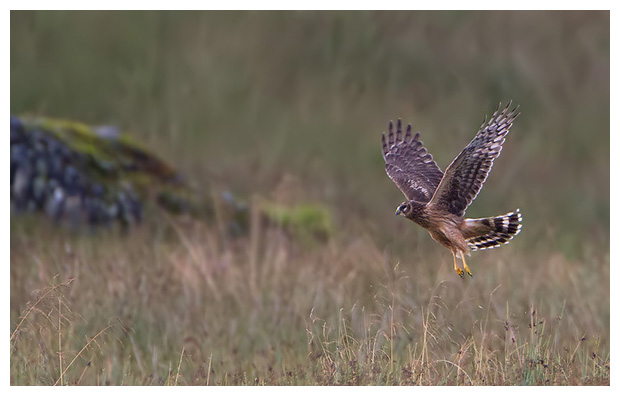 HenHarrier09