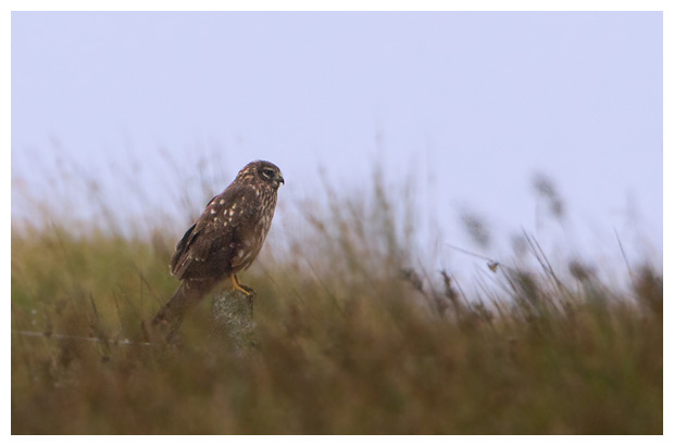 HenHarrier10