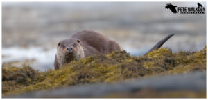 Mull Wildlife - Otter