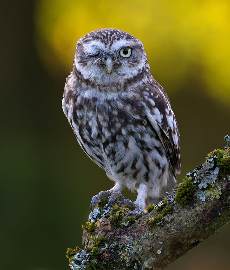 LittleOwl_LinkImage