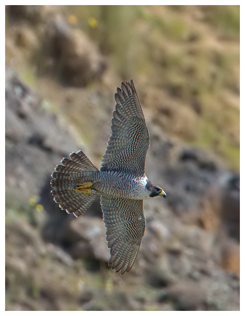 Peregrine_againstcliffs