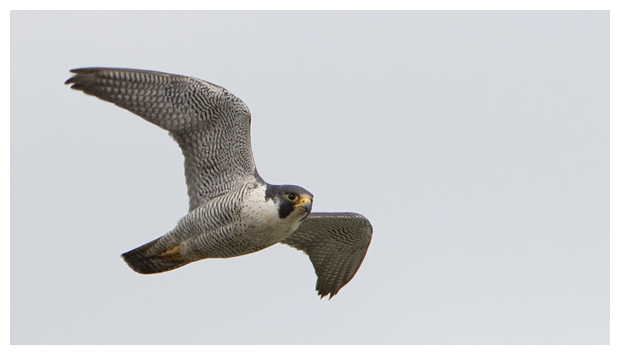 Peregrine_hunting