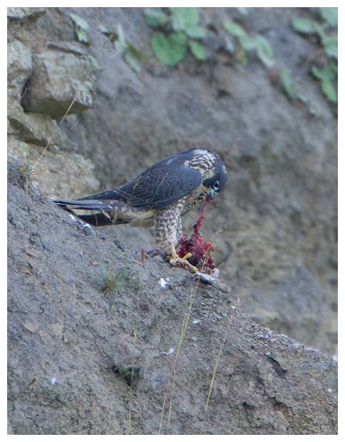 Peregrine_juveeating