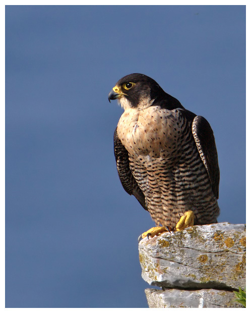 Peregrine_perched