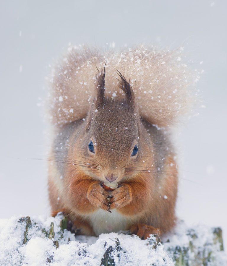 Squirrel_LinkImage