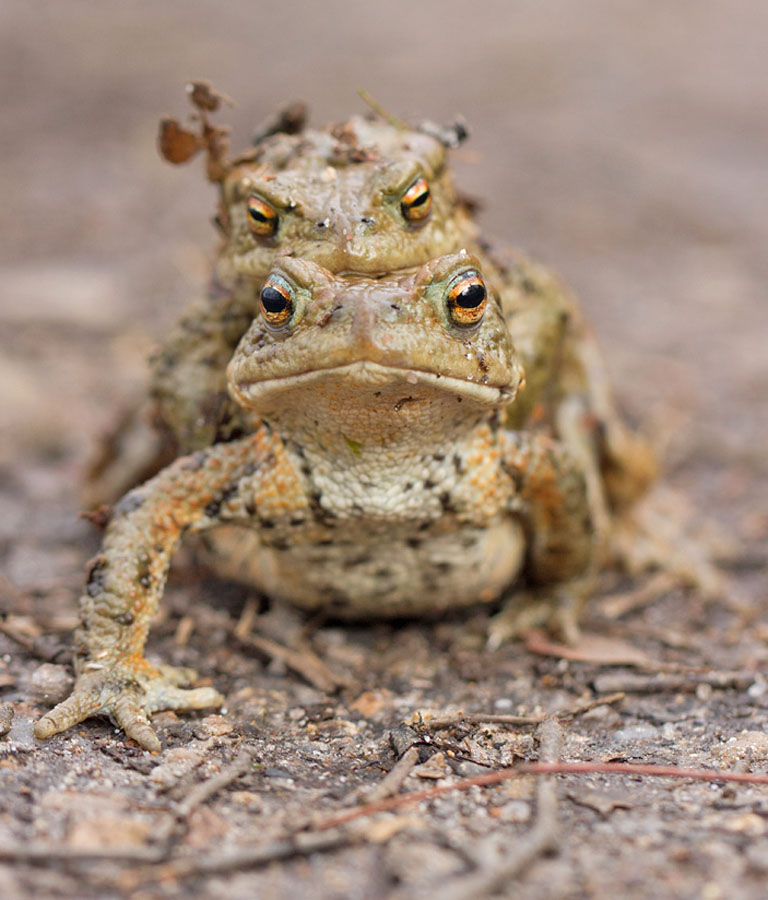 Toads_LinkImage