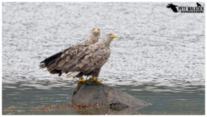 Mull Wildlife - White-tailed eagles