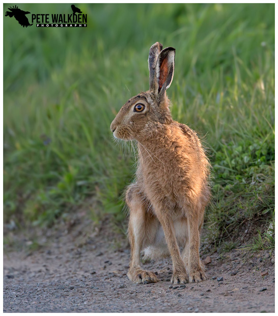 Brown Hare