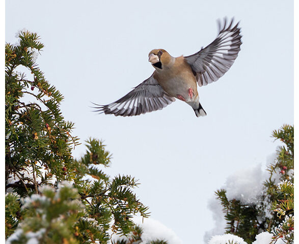 Hawfinch