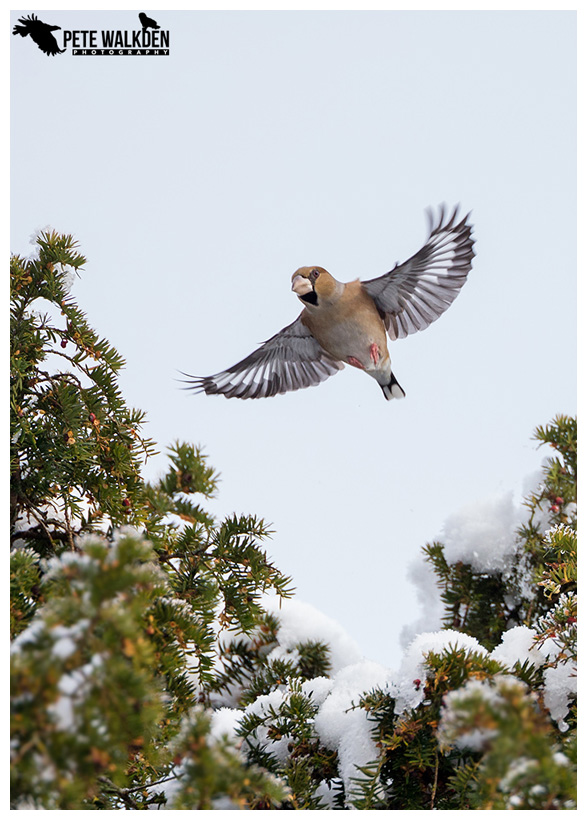 Hawfinch