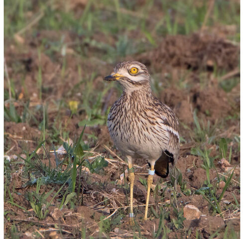 Stone Curlew