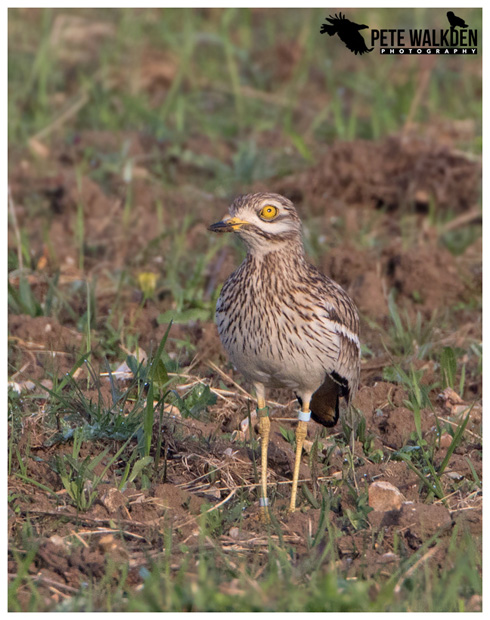 Stone Curlew