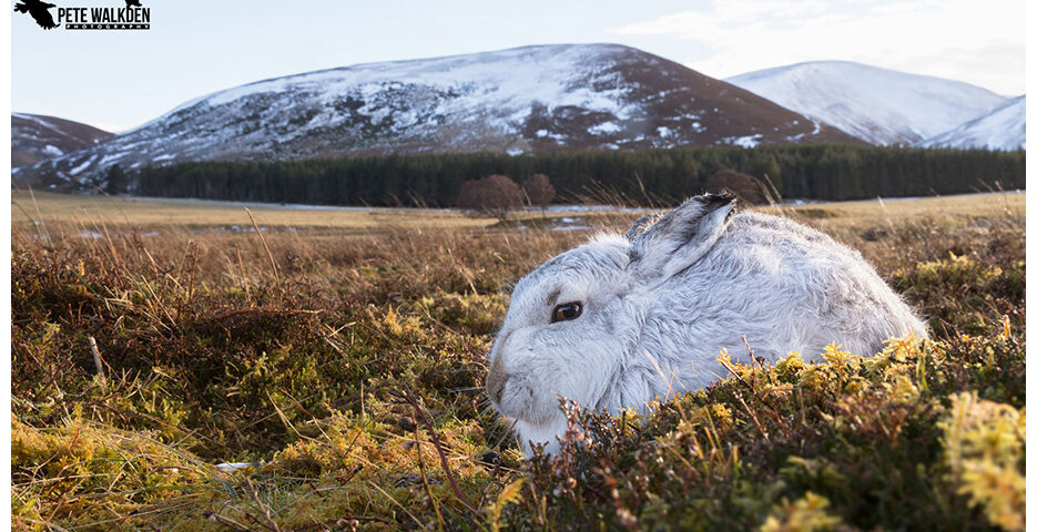 Mountain Hare