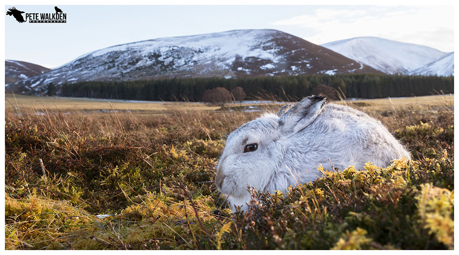 Mountain Hare