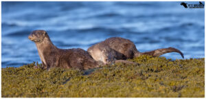 Otters On Mull