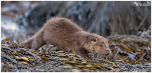 Otter Cub