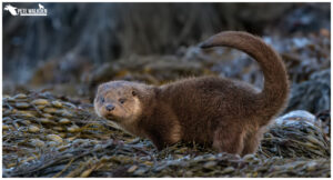 Otter Cub