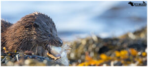 Otter Cub