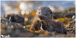 Otter Cub